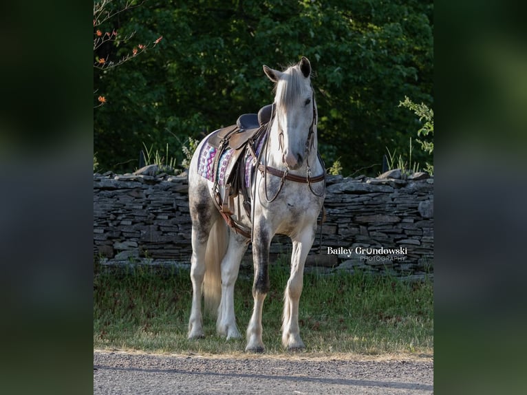 Gypsy Horse Gelding 5 years 15,2 hh Tobiano-all-colors in Everett PA