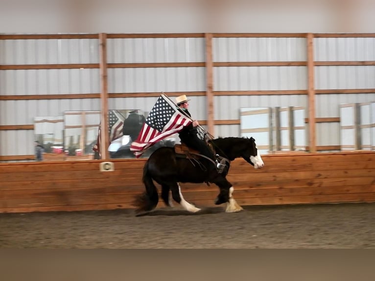 Gypsy Horse Gelding 5 years 15 hh Black in Rebersburg, PA