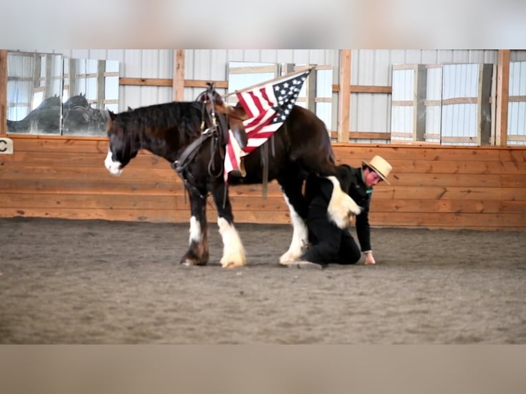Gypsy Horse Gelding 5 years 15 hh Black in Rebersburg, PA