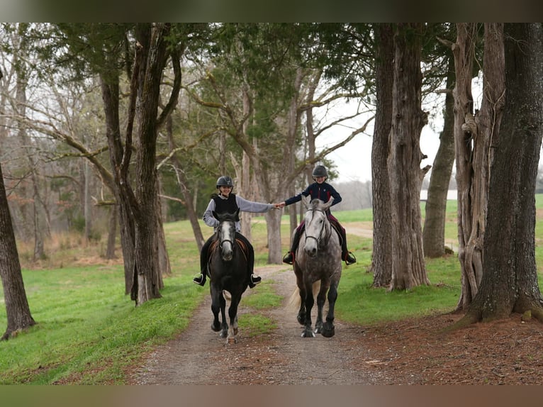 Gypsy Horse Mix Gelding 5 years 15 hh Grey in Clover
