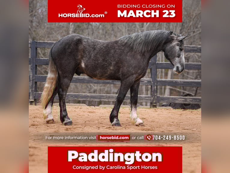 Gypsy Horse Mix Gelding 5 years 15 hh Grey in Clover