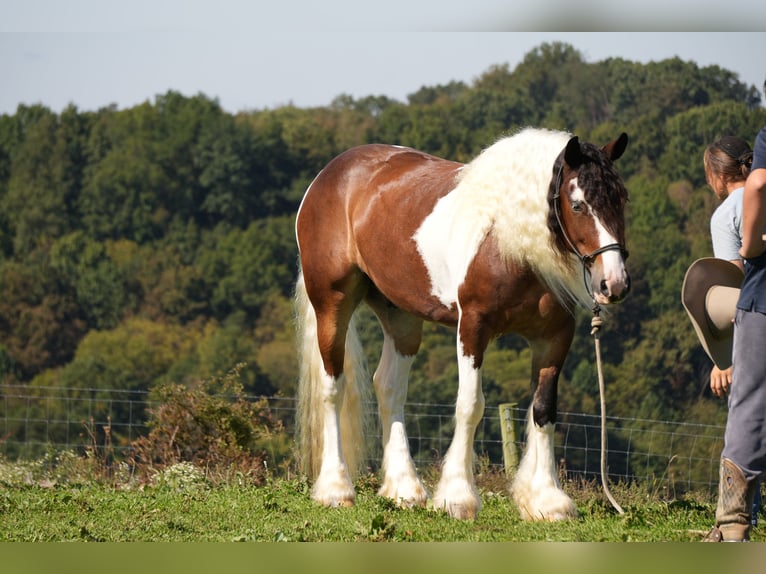 Gypsy Horse Mix Gelding 5 years 15 hh Pinto in Fresno