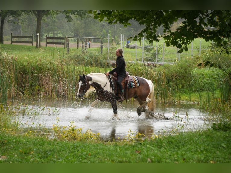 Gypsy Horse Mix Gelding 5 years 15 hh Pinto in Fresno