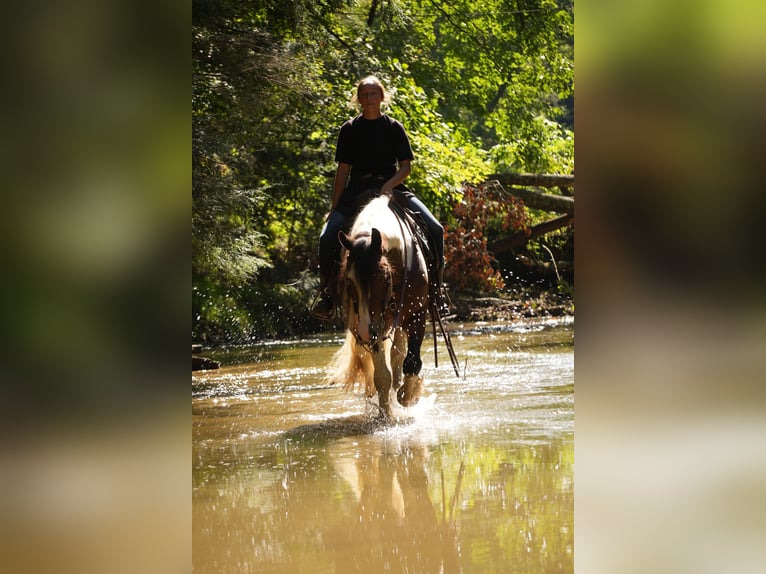 Gypsy Horse Mix Gelding 5 years 15 hh Pinto in Fresno