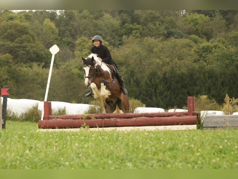 Gypsy Horse Mix Gelding 5 years 15 hh Pinto in Fresno