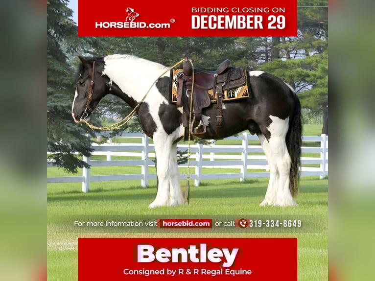 Gypsy Horse Mix Gelding 5 years 15 hh Pinto in Independence