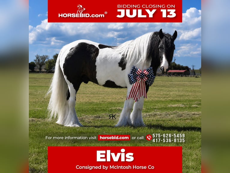 Gypsy Horse Gelding 5 years 15 hh Pinto in Roswell