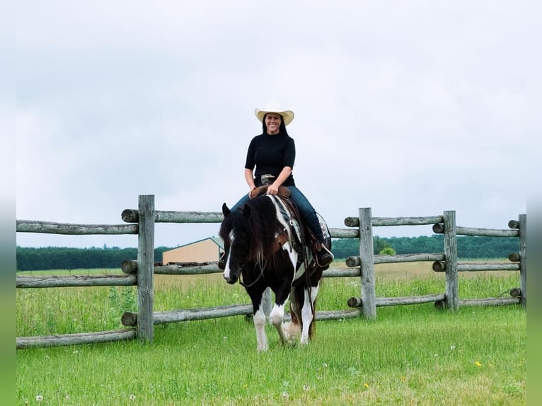 Gypsy Horse Mix Gelding 5 years 15 hh Pinto in Fergus Falls, MN