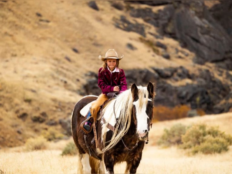 Gypsy Horse Gelding 5 years 15 hh Tobiano-all-colors in Austin