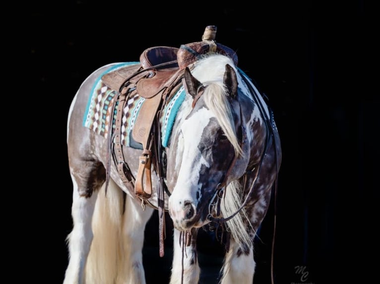 Gypsy Horse Gelding 5 years 15 hh Tobiano-all-colors in Austin