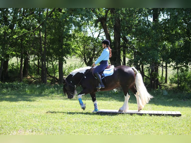 Gypsy Horse Gelding 5 years 15 hh Tobiano-all-colors in Half Way, MO