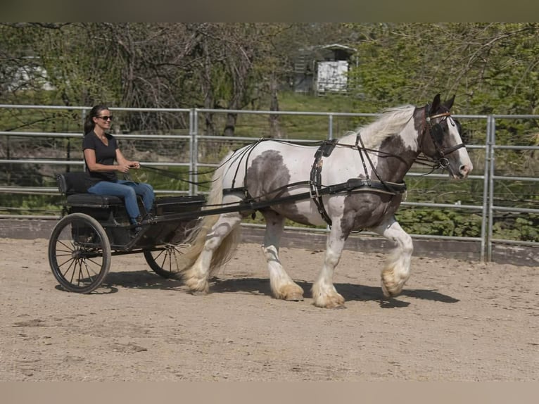 Gypsy Horse Gelding 5 years 15,1 hh Pinto in Gerber
