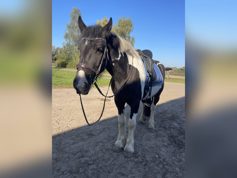 Gypsy Horse Gelding 5 years 15,2 hh Brown in Trebbin