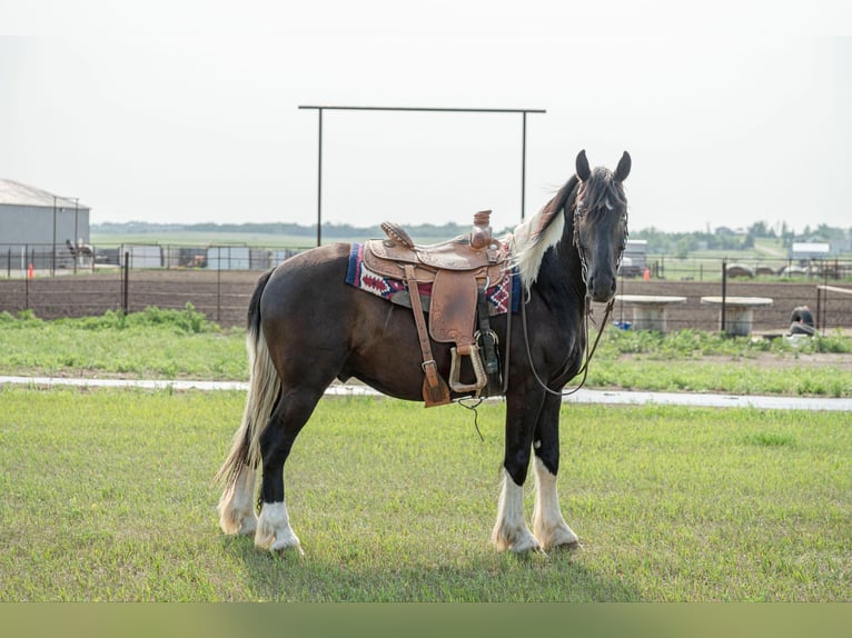 Gypsy Horse Gelding 5 years 16,1 hh Tobiano-all-colors in Birsmark, ND