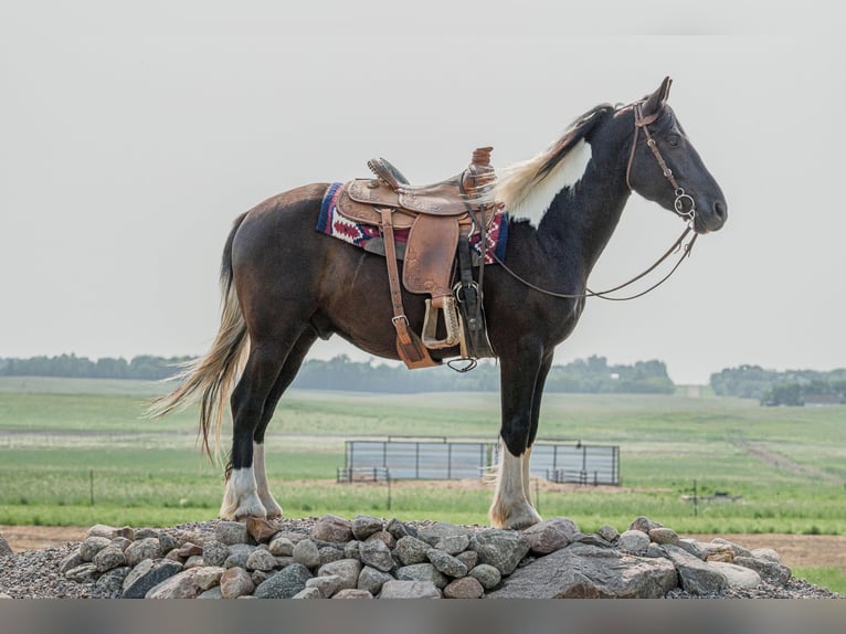 Gypsy Horse Gelding 5 years 16,1 hh Tobiano-all-colors in Birsmark, ND