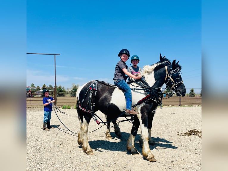 Gypsy Horse Gelding 5 years 16,2 hh Tobiano-all-colors in Bismark ND