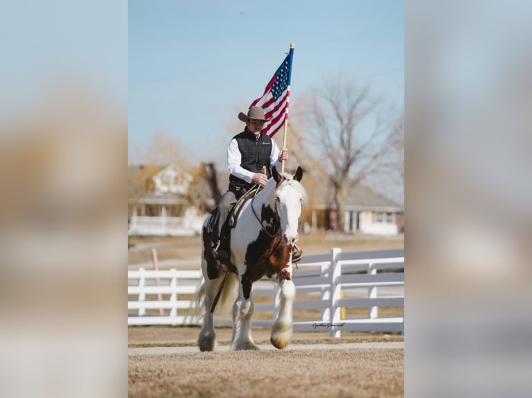 Gypsy Horse Gelding 5 years 16,2 hh Tobiano-all-colors in INdependence IA