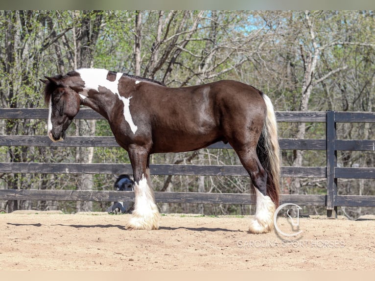 Gypsy Horse Mix Gelding 5 years 16,1 hh in Clover, SC