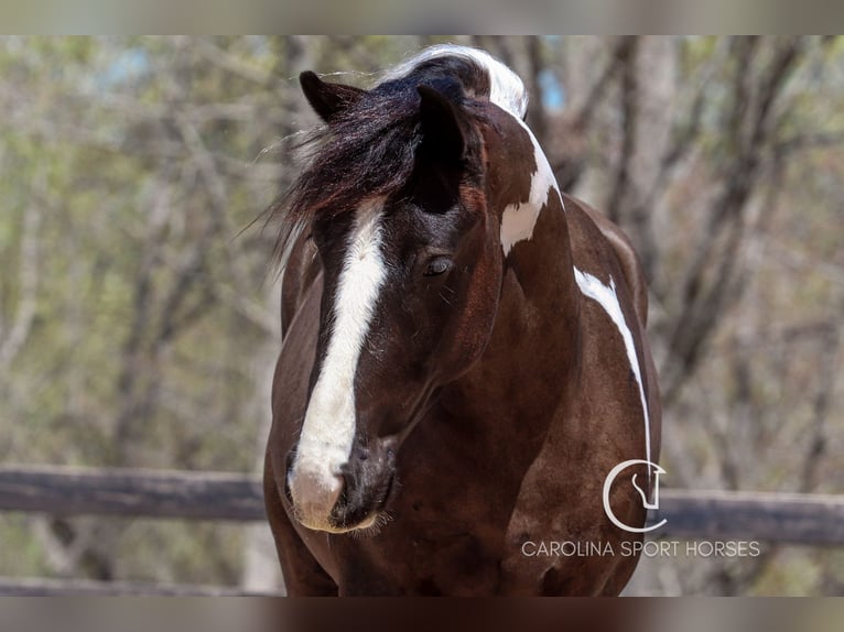 Gypsy Horse Mix Gelding 5 years 16,1 hh in Clover, SC