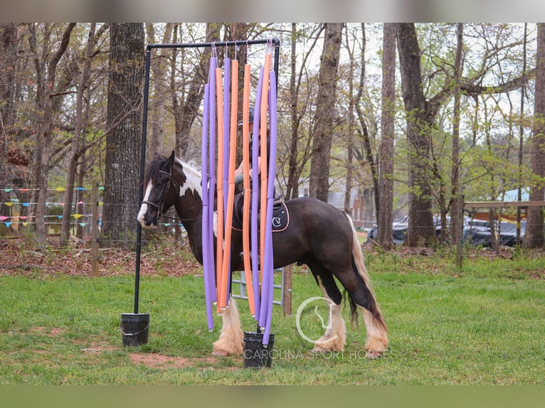 Gypsy Horse Mix Gelding 5 years 16,1 hh in Clover, SC