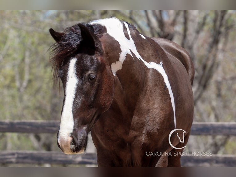 Gypsy Horse Mix Gelding 5 years 16,1 hh in Clover, SC