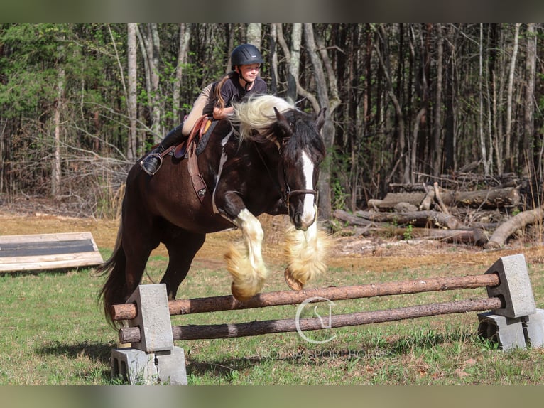 Gypsy Horse Mix Gelding 5 years 16,1 hh in Clover, SC