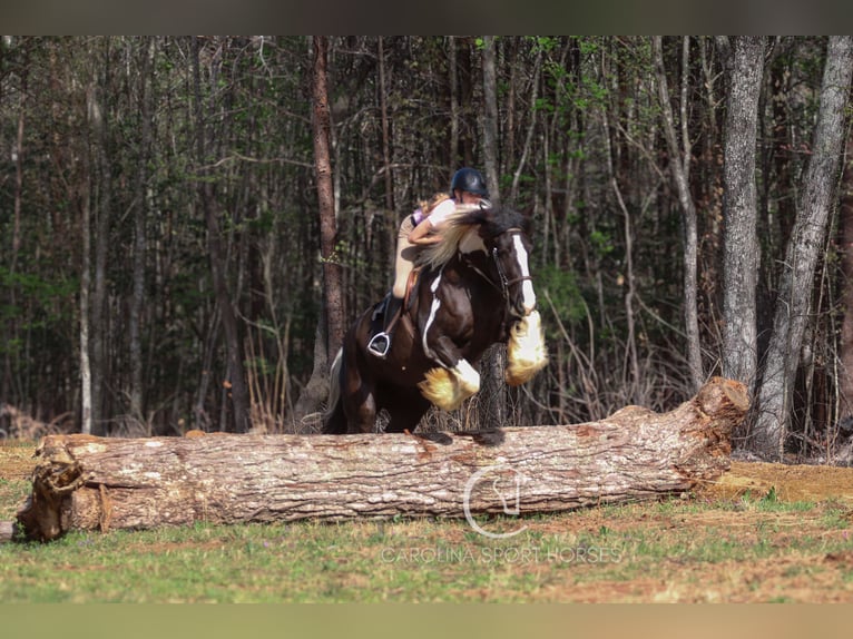 Gypsy Horse Mix Gelding 5 years 16,1 hh in Clover, SC