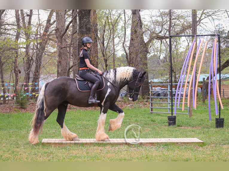 Gypsy Horse Mix Gelding 5 years 16,1 hh in Clover, SC