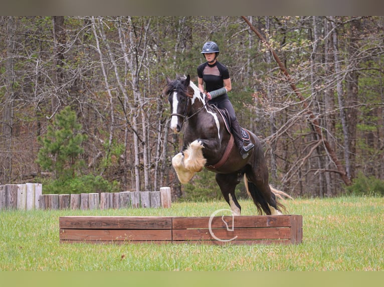 Gypsy Horse Mix Gelding 5 years 16,1 hh in Clover, SC