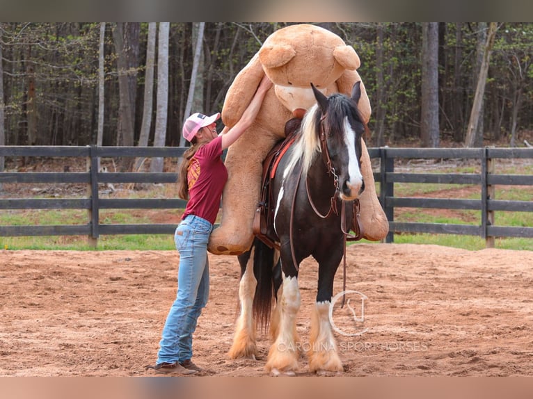 Gypsy Horse Mix Gelding 5 years 16,1 hh in Clover, SC