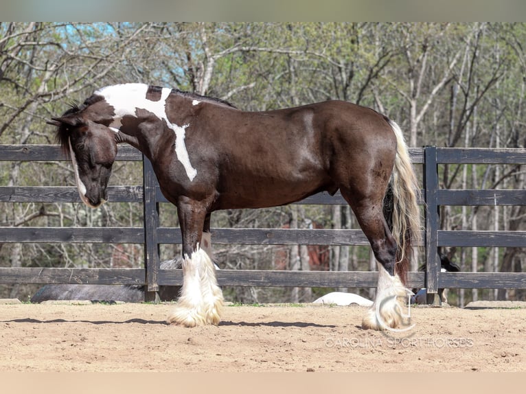 Gypsy Horse Mix Gelding 5 years 16,1 hh in Clover, SC