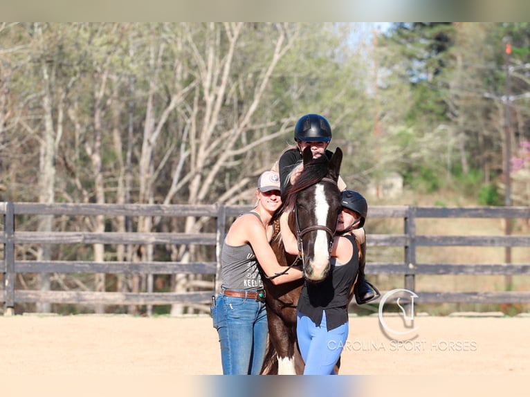 Gypsy Horse Mix Gelding 5 years 16,1 hh in Clover, SC