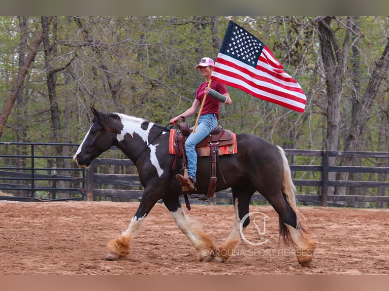 Gypsy Horse Mix Gelding 5 years 16,1 hh in Clover, SC