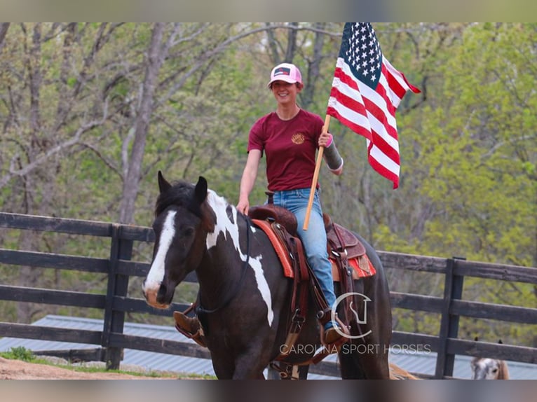Gypsy Horse Mix Gelding 5 years 16,1 hh in Clover, SC