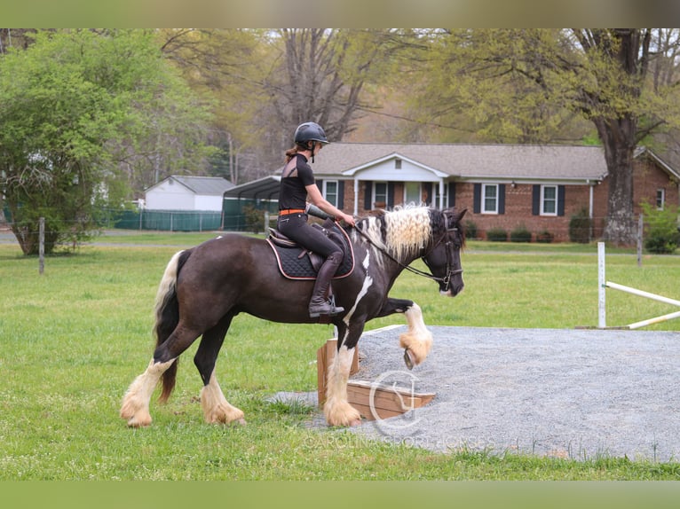 Gypsy Horse Mix Gelding 5 years 16,1 hh in Clover, SC