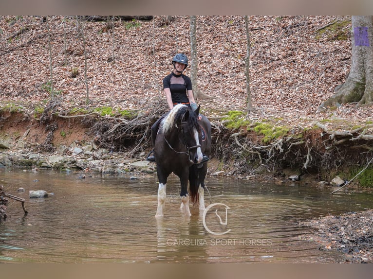 Gypsy Horse Mix Gelding 5 years 16,1 hh in Clover, SC