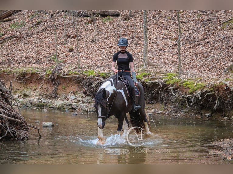 Gypsy Horse Mix Gelding 5 years 16,1 hh in Clover, SC