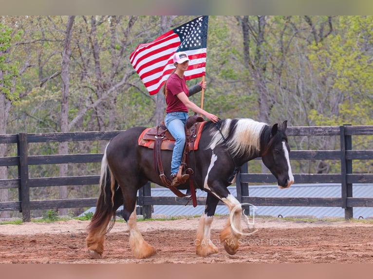 Gypsy Horse Mix Gelding 5 years 16,1 hh in Clover, SC