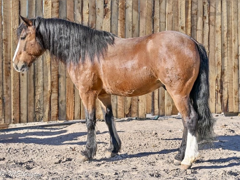 Gypsy Horse Mix Gelding 5 years Bay in Rigby
