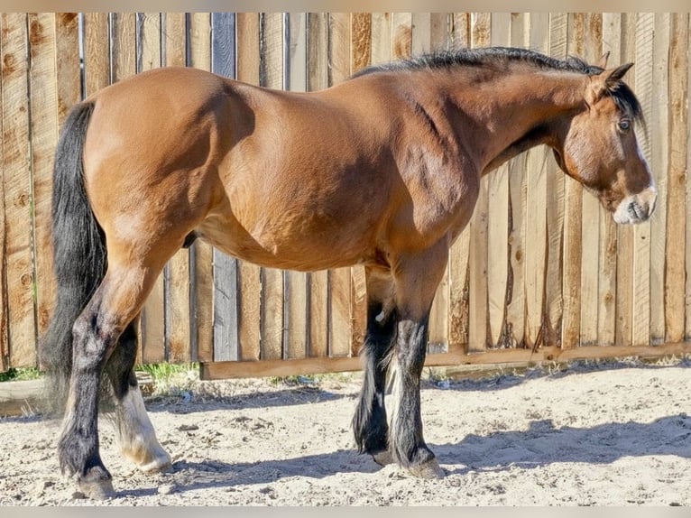 Gypsy Horse Mix Gelding 5 years Bay in Rigby