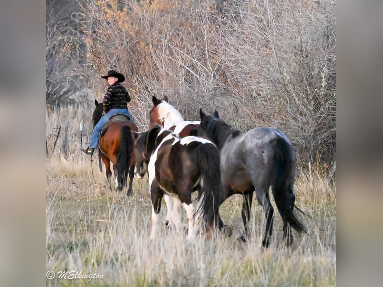 Gypsy Horse Mix Gelding 5 years Bay in Rigby