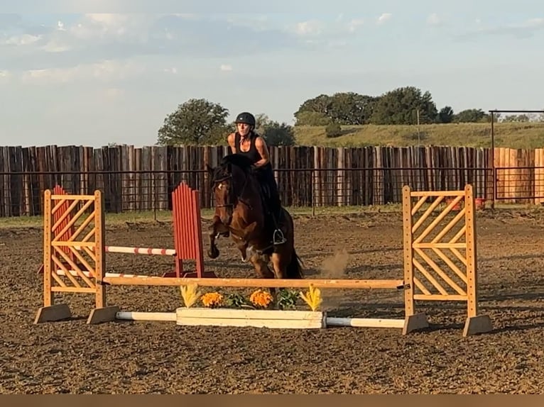 Gypsy Horse Gelding 5 years Bay in Jacksboro TX