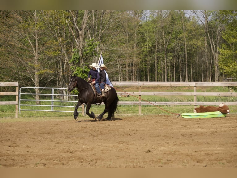 Gypsy Horse Mix Gelding 5 years Black in Fresno