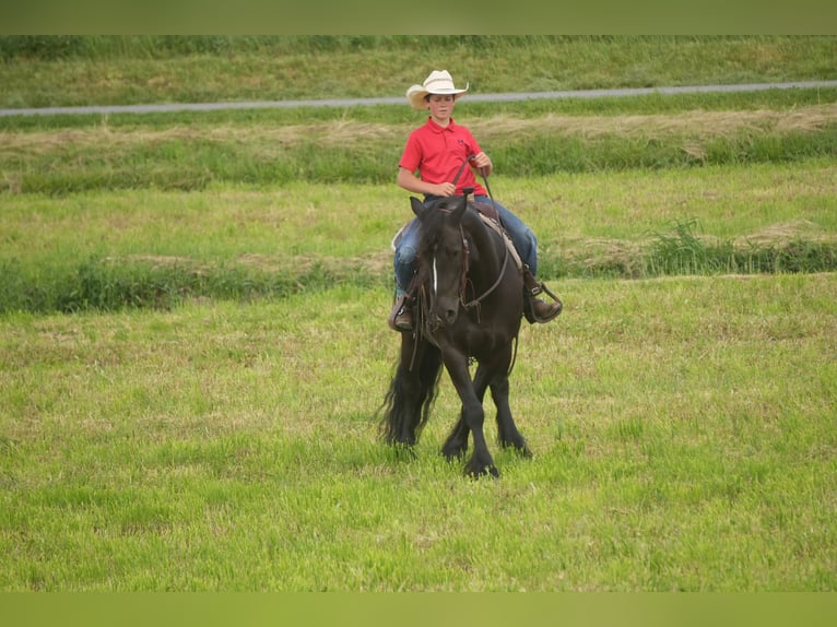 Gypsy Horse Mix Gelding 5 years Black in Fresno
