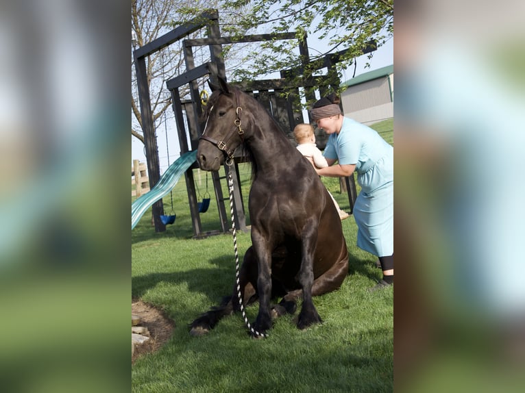 Gypsy Horse Mix Gelding 5 years Black in Fresno