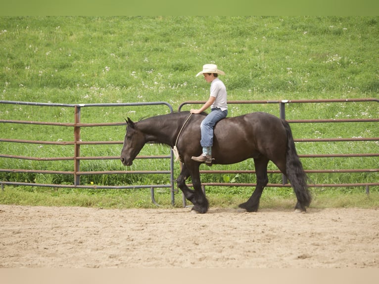 Gypsy Horse Mix Gelding 5 years Black in Fresno
