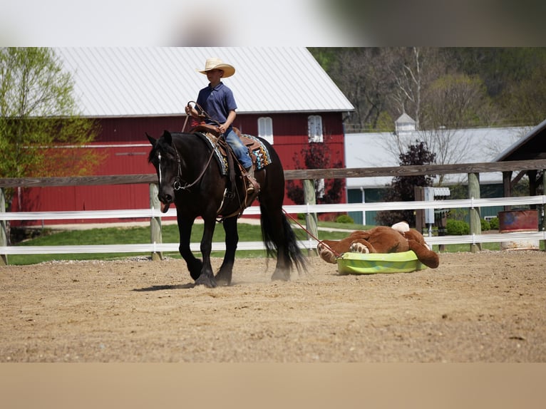Gypsy Horse Mix Gelding 5 years Black in Fresno