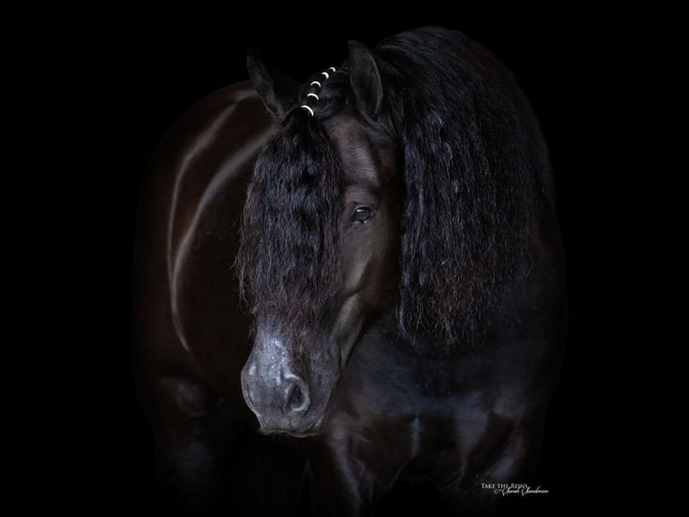 Gypsy Horse Mix Gelding 5 years Black in Madill