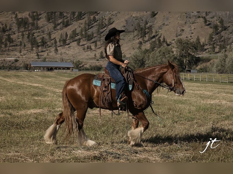 Gypsy Horse Gelding 5 years Chestnut in Wendell