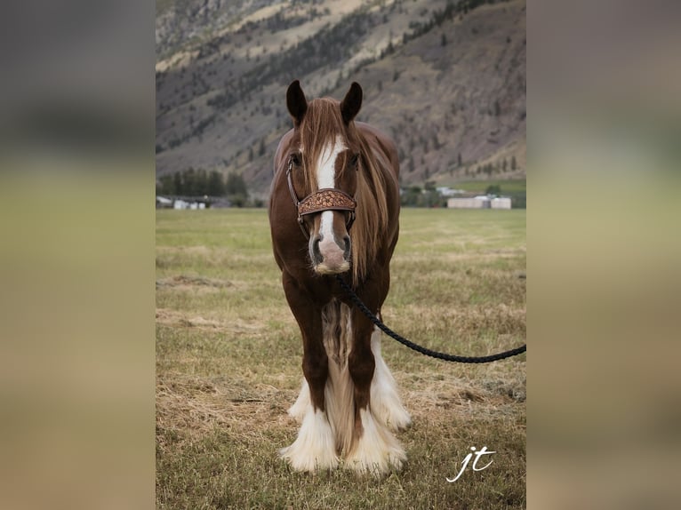 Gypsy Horse Gelding 5 years Chestnut in Wendell